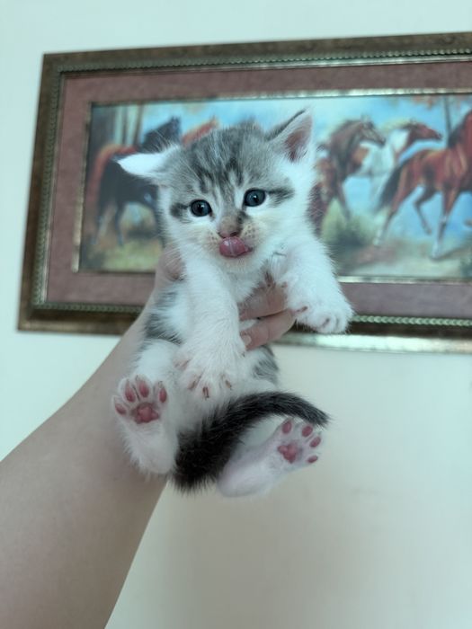 Шотландиялық тік құлақ котяттар сатылады