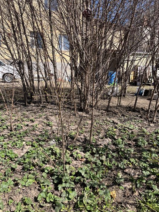 Санжинцы вишня облепиха сирень