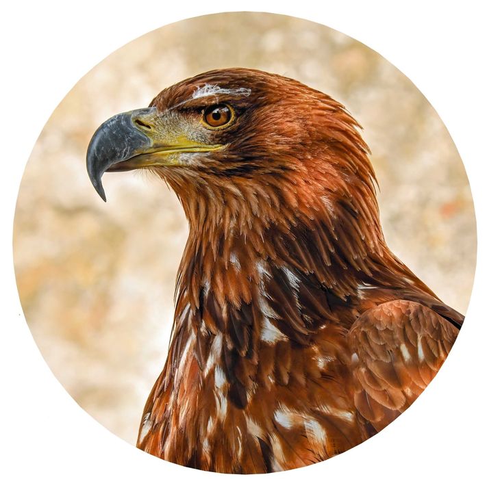 Калъф За Резервна Гума На Джип Патица Орел Бекас Фазан