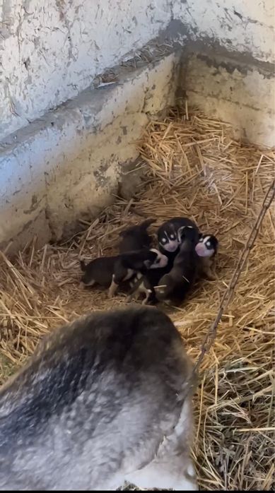 Сибирский Хаски Болалади Сотилади.