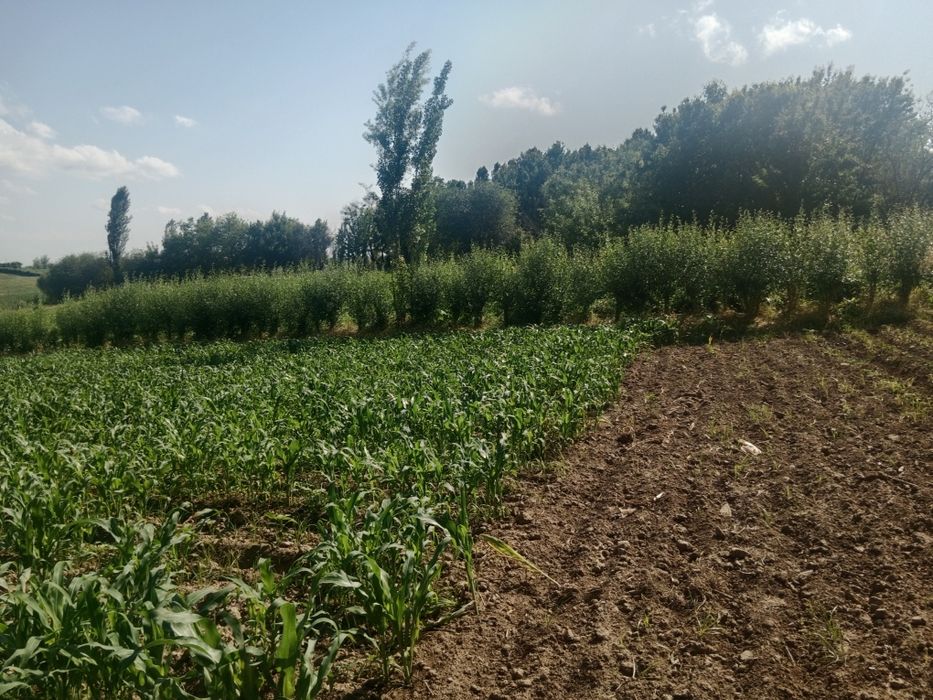 Ташкент в Бука Бука мфй қудайқул махалласи