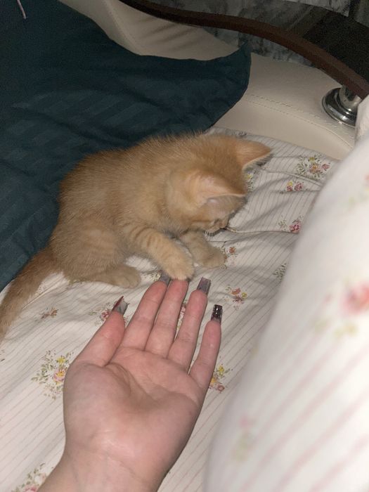 Отдам в добрые руки