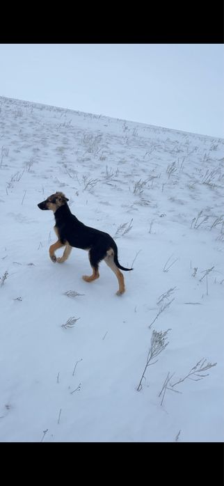 Тазы күшіктері сатылады