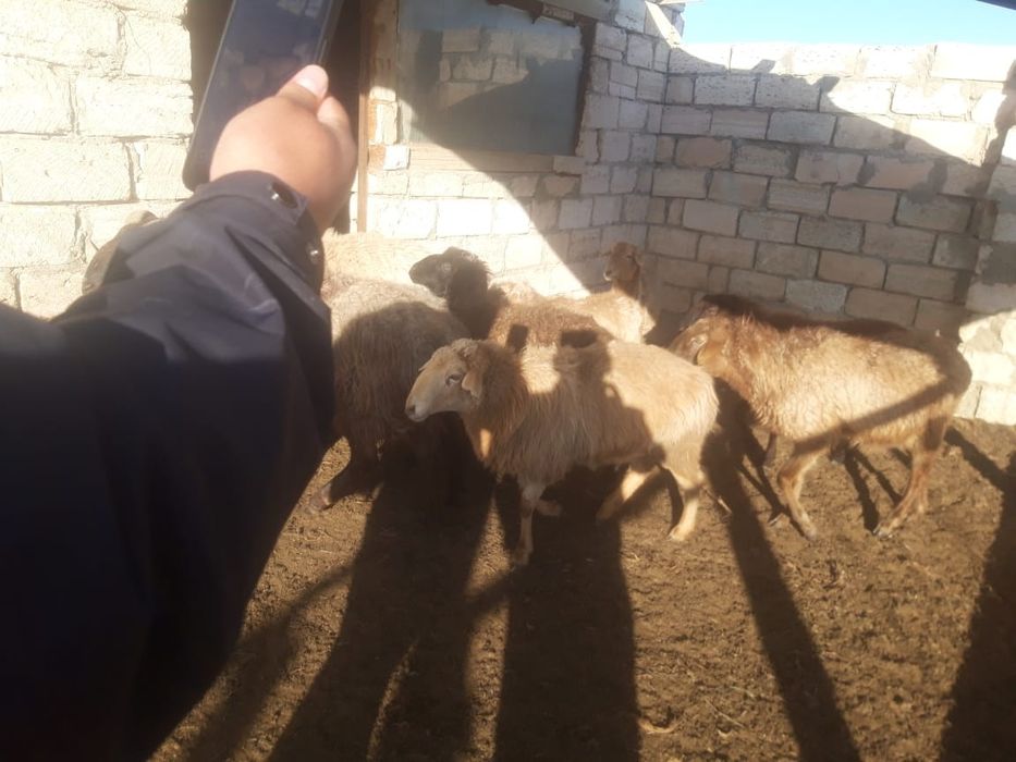 Буаз койлар козылы койлар сатылады