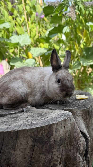 Карликовый кролик