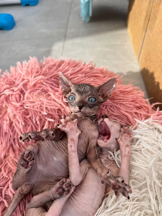 продам котят породы сфинкс