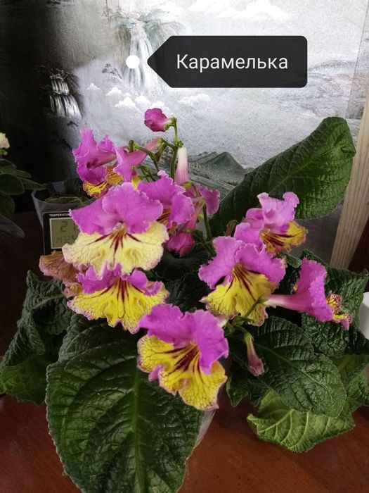 Продаётся стрептокарпус сорта Карамелька