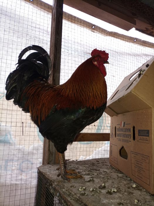 Găini și cocosi rase diferite