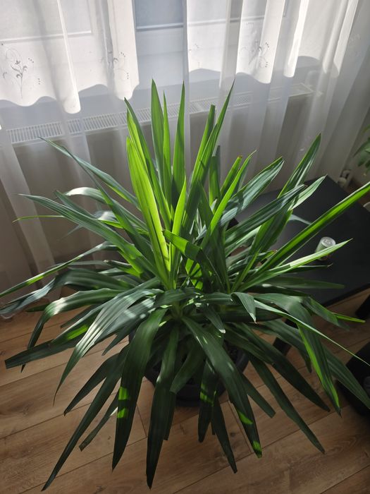 Planta exotica Yucca