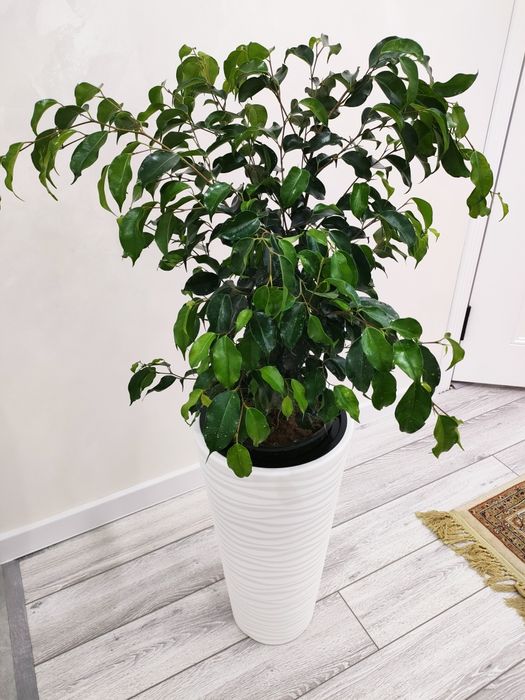 Домашние растения, доставка