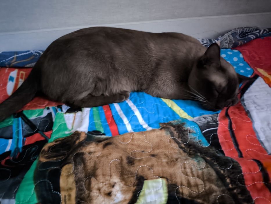 Европейская БУРМА