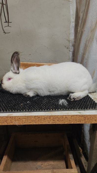 Калифорнийски зайци