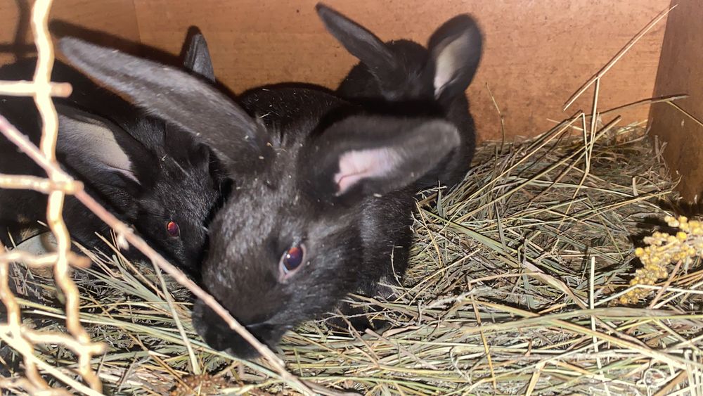 Кролики 5 месяцев