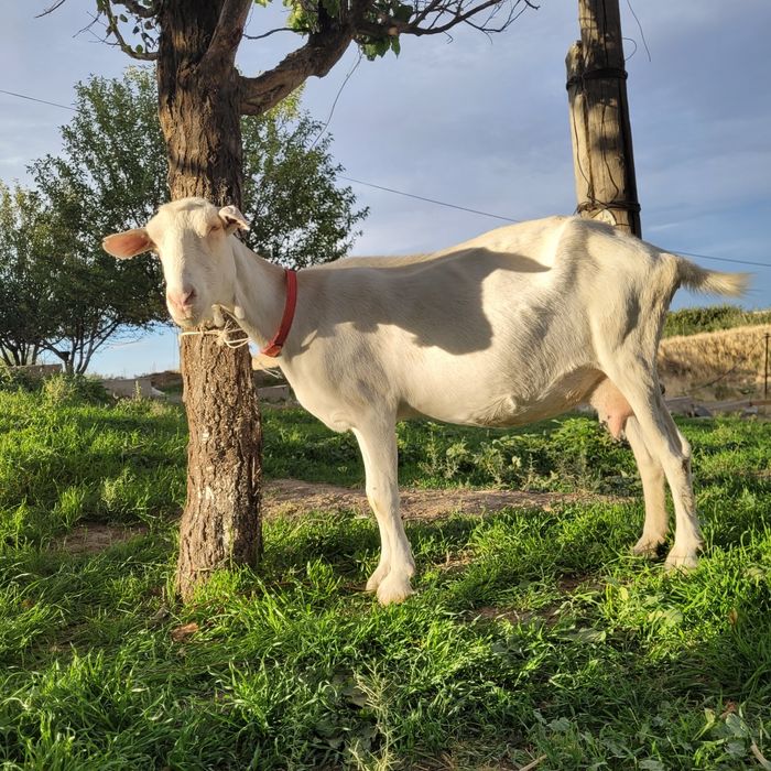 Заанен ешкі сатамын