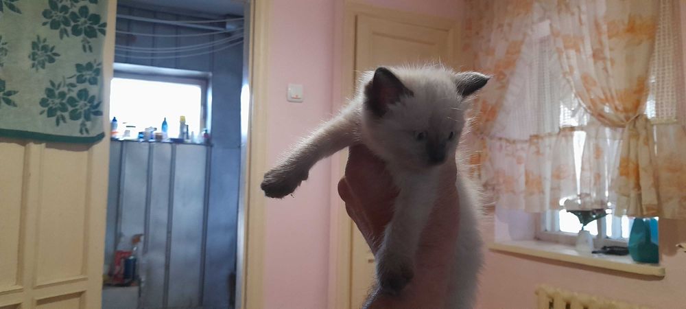Отдам котят даром