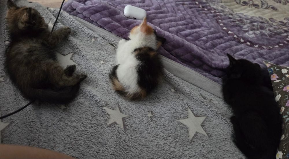 Пристраиваю котят