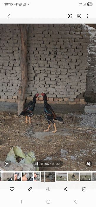 О шамо болалари сотилади.