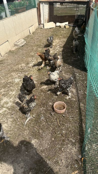 Цыплята средние домашние