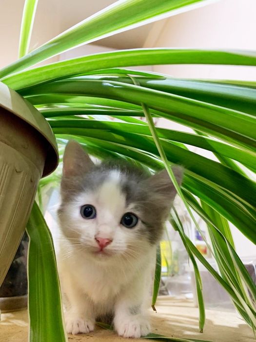 Отдам котенка в добрые руки