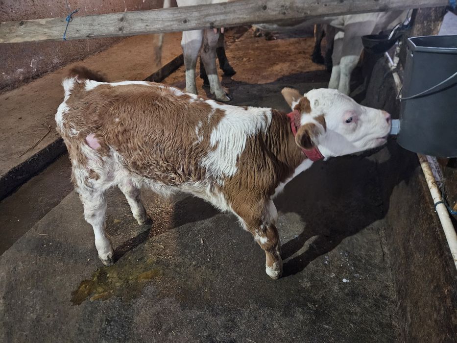 Taur  Bălțată Românească