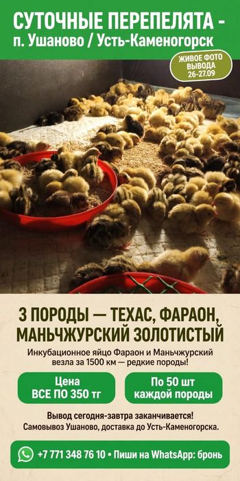 Суточные перепелята Техас, Манжур золотистый, Фараон -вывод 26.09.