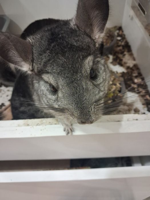 Шиншиллы с клеткой