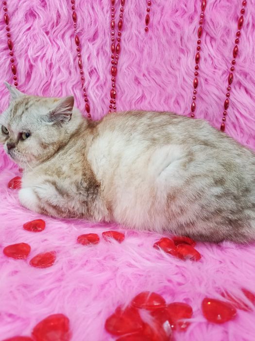 Продам чистокровную шотландку