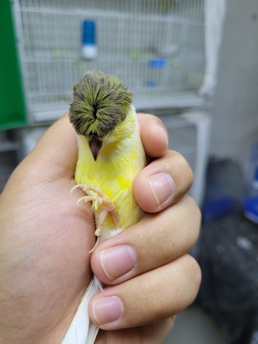 Toza traynik qon moda Yoshiga tolgan ishlamagan