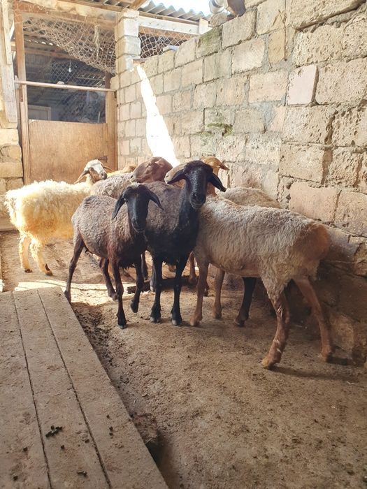 Қойлар сатылады. Бараны.