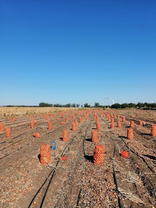 Ceapa de toamna Legend F1