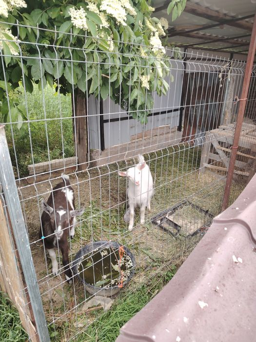 Vând o ieduță și un tapisor din rasa sannen de 5  luni preț 1100ron