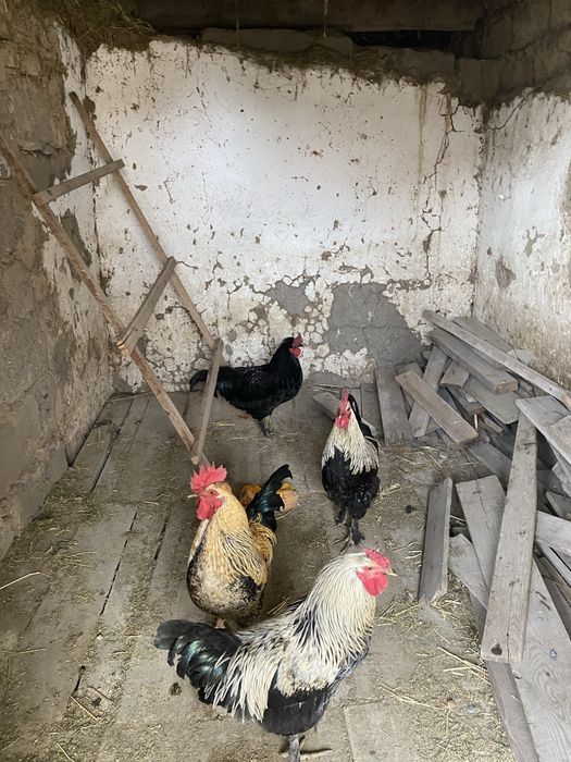 Осы 4 қораз сатылады