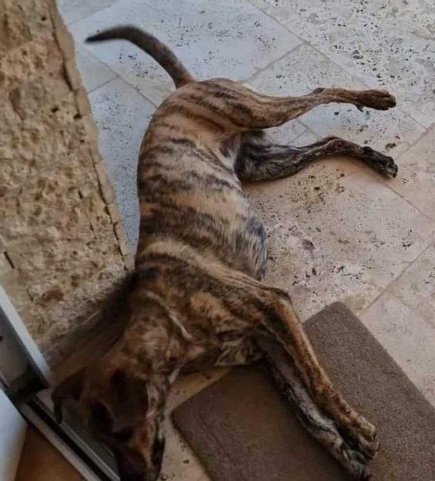 Câine găsit – caută o nouă familie!