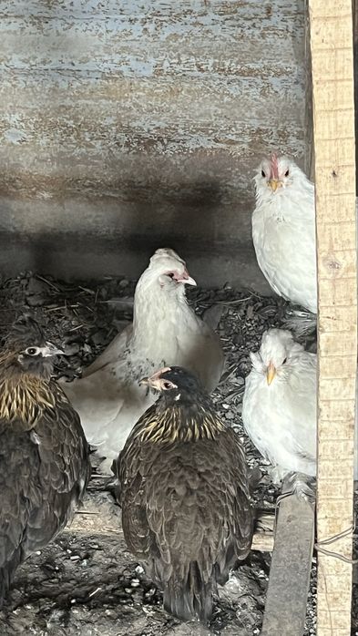 Продам курицы японские