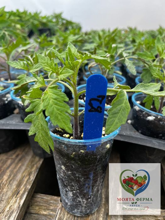 Разсад - домат, пипер, краставици