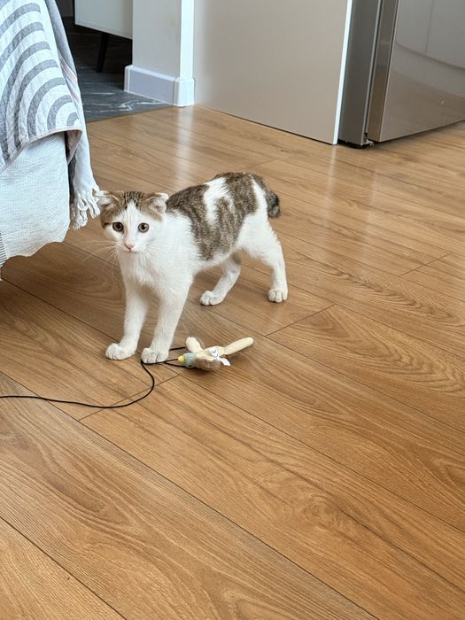 Отдадим кота в хорошие руки