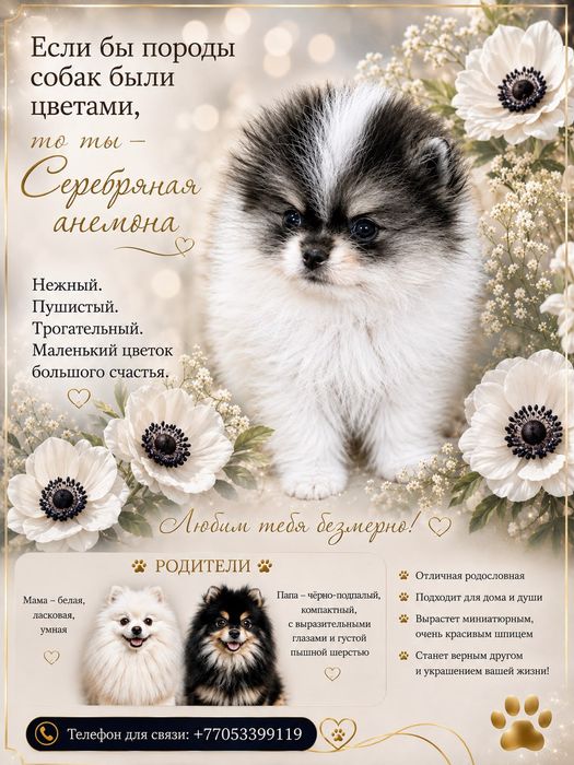 Щенок немецкого шпица