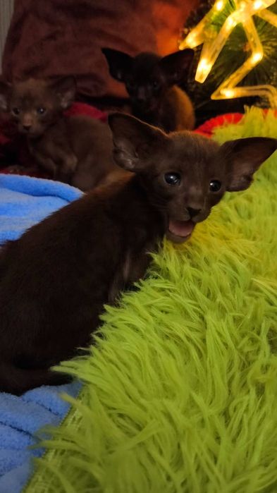 Ориентальные МАЛЫШИ на ВЕСНУ