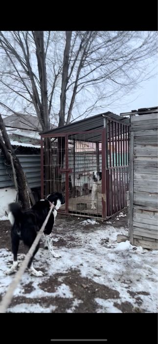 Валерь  цена 100 тысяч