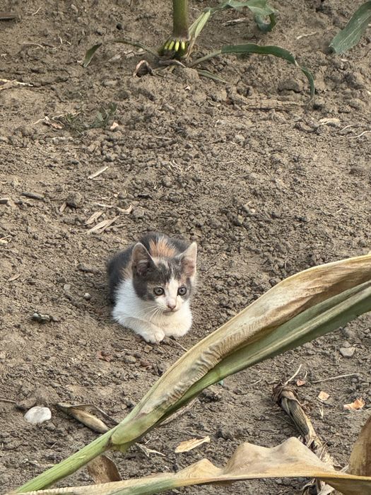 Pisici spre adoptie
