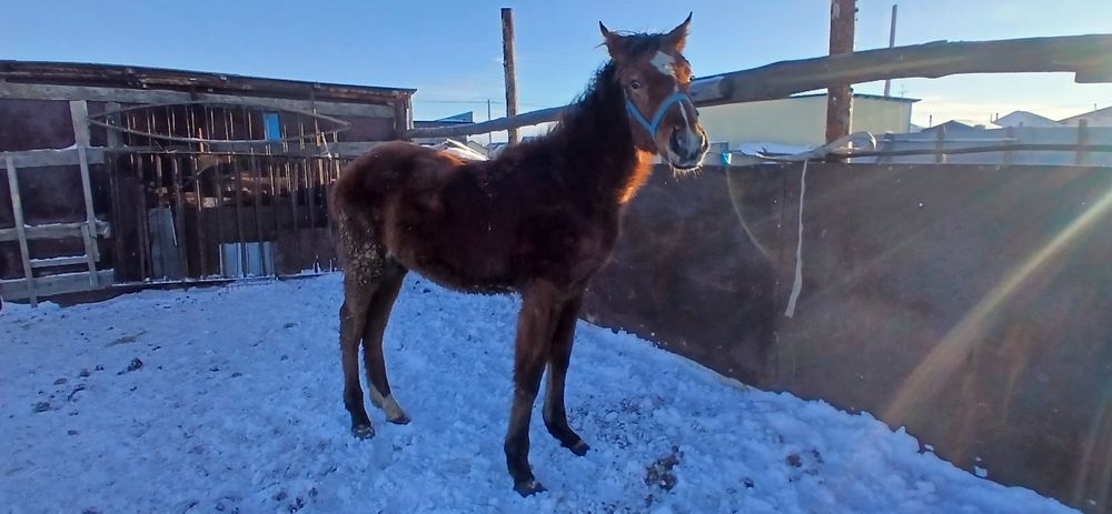 Продам жабагы полукровка