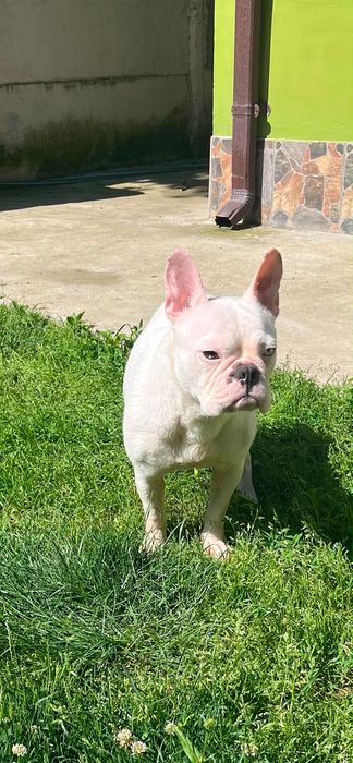 Bulldog francez fetița merle