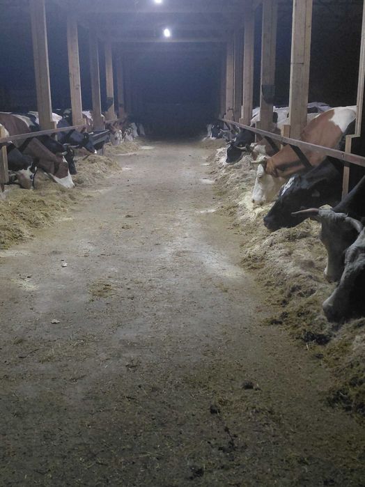 Vand 15 vaci cu lapte se vand doar ampreuna nu cu bucata