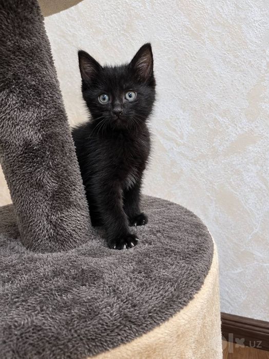 Отдаём котёнка мальчик 1,5 мес.