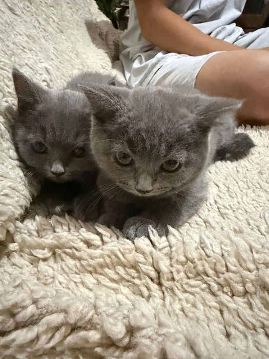 Британски късокосмести котета