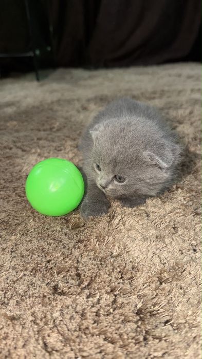 Продам вислоухих котят!тм 1 месяц