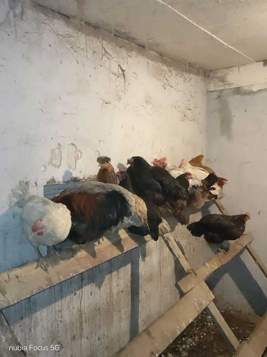 Яйца на инкубацию