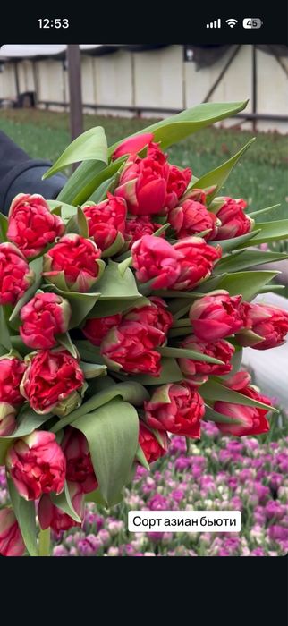Тюльпаны предзаказ