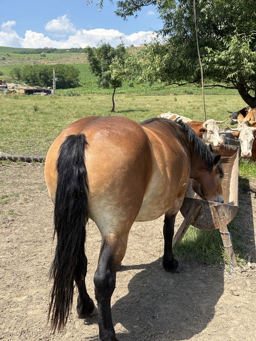 Vand iapa gestantă
