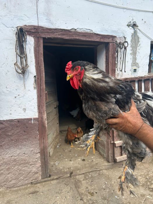 De vânzare găini bragma albastru